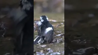 Little pied flycatcher