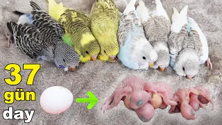 Budgie Growth Stages - First 37 Days Budgie Babies