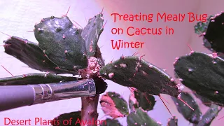 How To get Rid of Mealybugs on your Cactus in Winter