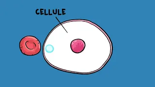 Comment fonctionne la respiration ?