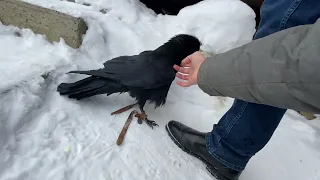 Гоша опять заговорил! Во всей красе встретил гостя!