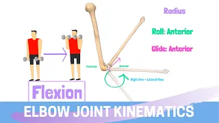 Elbow Joint Biomechanics & Kinesiology