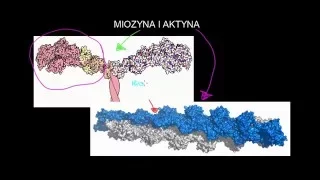 Miozyna i aktyna