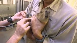 Capybara Baby Exams B-Roll