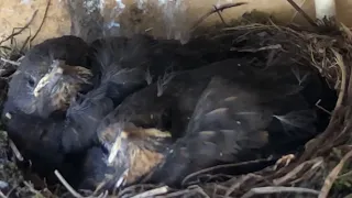 First Flight | Blackbird Chick