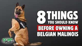 8 Things To Know BEFORE OWNING A Belgian Malinois