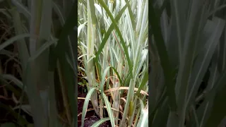 sugarcane 434 variety six months