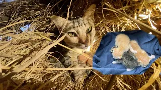 Saving the Cat's Family in the straw pile | FTC Meow
