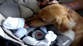 первая встреча ребенка с собакой,подборка.Cats and dogs meeting babies for the first time