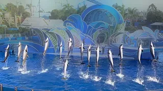 Dolphin Days Full Show | SeaWorld San Diego, California | USA