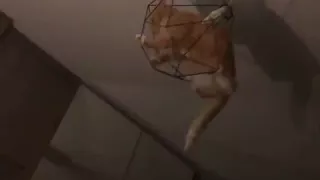 Cat wants to swing from the Chandelier