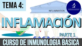 Inflamación Parte 1:  Signos Cardinales, Cambios Vasculares y Reclutamiento de Leucocitos