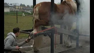 Hot shoeing a draft horse is a tough job. Watch the whole technique in detail.