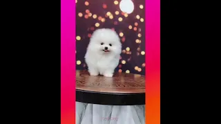 【Compilation】Dog Pet Puppy Pomeranian Grooming Teddy bear style ! dogs story ! #short 58