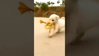 baby ducks with golden retriever puppy#shorts #short