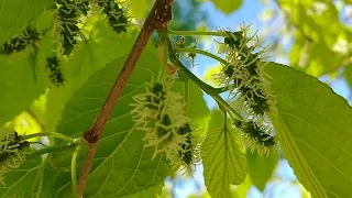 Shangri-La Mulberry Tree new leaves and berries forming