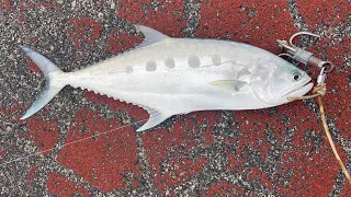 Bedok Jetty, a lot of tamban and many big fish