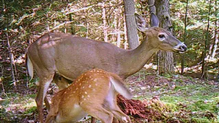 Nursing Fawn at the Arrowwood Lodge