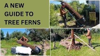 Tree Fern Care | A NEW Guide To Tree Ferns | Dicksonia Antarctica