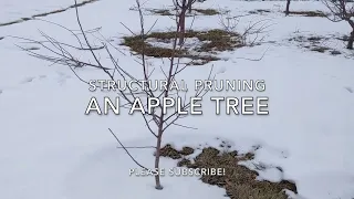 Structural Pruning a Young Apple Tree