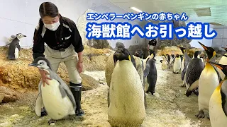 【エンペラーペンギン赤ちゃん】「海獣館」へお引っ越し！