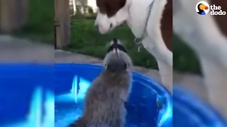 Raccoon Grows Up With Dogs As Her Brothers