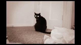Funny cat compilation