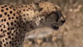 Warthog Tossing Leopard To The Air To Save Baby   Cheetah vs Wild Boar