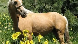 #3384. Лошади (В мире животных)