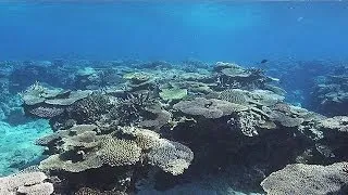 奄美大島 珊瑚礁の海 Coral Reef Sea of AMAMI ( Shot on RED EPIC )