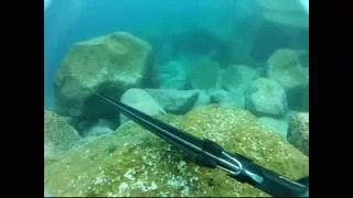 Spearfishing Madeira