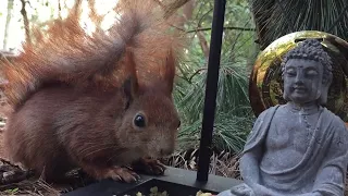 Eichhörnchen Entertainment - Zen Nuss Garten | Squirrel Entertainment - Zen Nut Garden