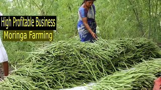 How to Start Business Drumstick Farming - How to Grow Moringa - Moringa Cultivation A to Z