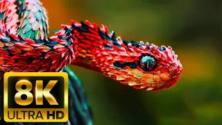 8K VIDEO ULTRA HD [60FPS] - Around The World Explore the Animal World With Nature Sounds Dynamic