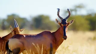 13 === Wildlife in Mabuasehube, Botswana