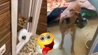 Hilarious Animal Antics You Can't Miss! 🤣