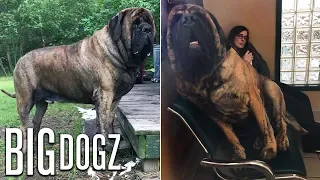 Our GIANT 250lb Mastiff Is Built Like A Wrestler | BIG DOGZ