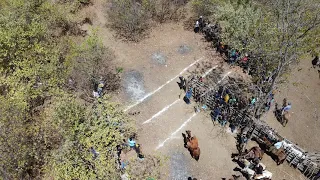 pega de boi na Fazenda frei Damião Aurora CE (APENAS DRONE)