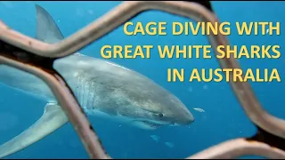 Cage Diving with GREAT WHITE SHARKS in Australia! Epic Adventure!