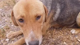 Adorable Dog Tries to Convey 'Just Feed Me' Message While Playing