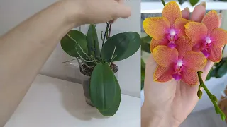Обзор моих полок с орхидеями! Часть 6