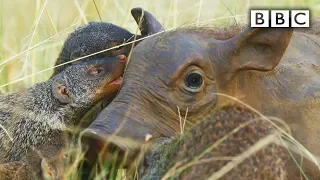 Spy robot warthog gets pampered by mongooses | Spy in the Wild - BBC