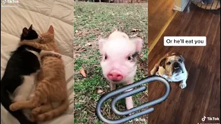 5 minutes of cute animal tiktoks