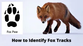 How to Identify Fox Tracks | Fox Footprints