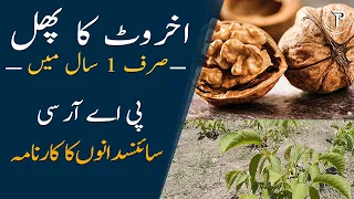 Fast Fruit Producing Walnuts| Achievement of Pak Scientists | Walnut Farming In Pakistan | The Press