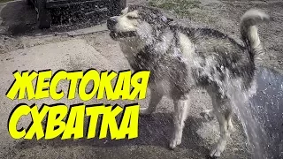 Собаки против воды! Овчарка топчет хаски и маламута.