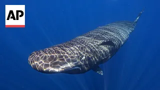 How sperm whales might be talking to each other