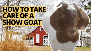 On the Farm with Jenny | Learning to Care for Show Goats