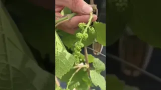 Как правильно обрезать грону винограда чтобы был хороший урожай #виноград #просто