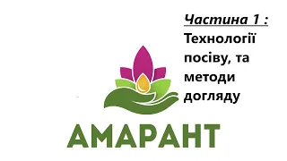 Амарант. Технологии посева и обработки.